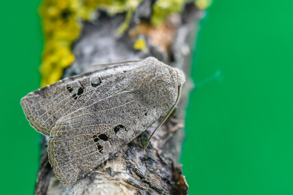 Conistra rubiginosa - szürke télibagoly
