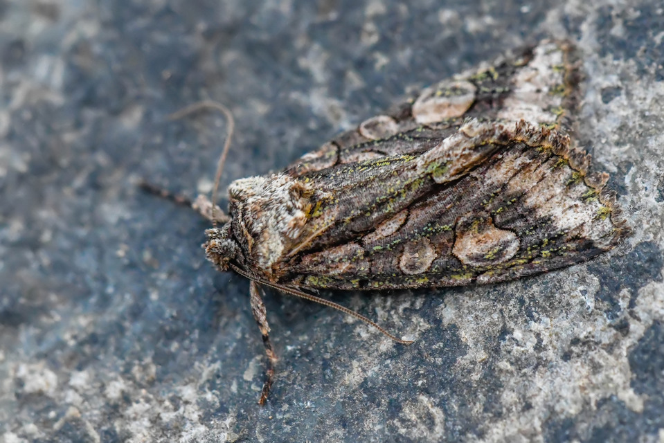 Allophyes oxyacanthae - galagonyabagoly