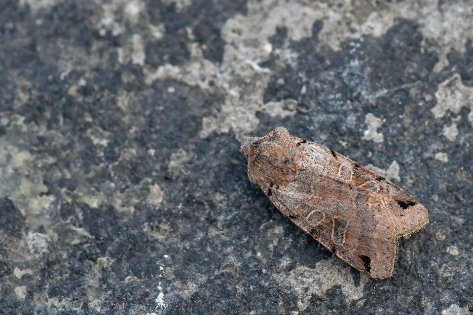 Anchoscelis litura - tarka őszibagoly