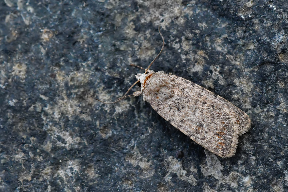 Paradrina clavipalpis - közönséges selymesbagoly