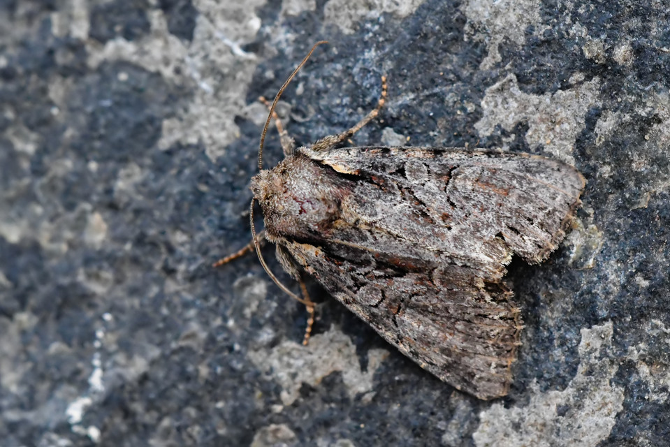 Lacanobia thalassina - borbolya-kertibagoly