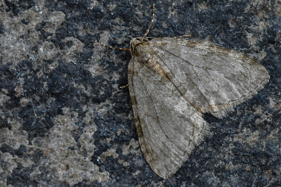 Epirrita christyi/dilutata