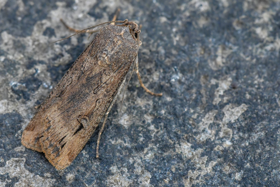 Agrotis ipsilon - nagy földibagoly