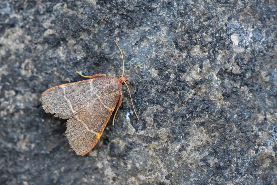 Hypsopygia glaucinalis - rezes fényilonca