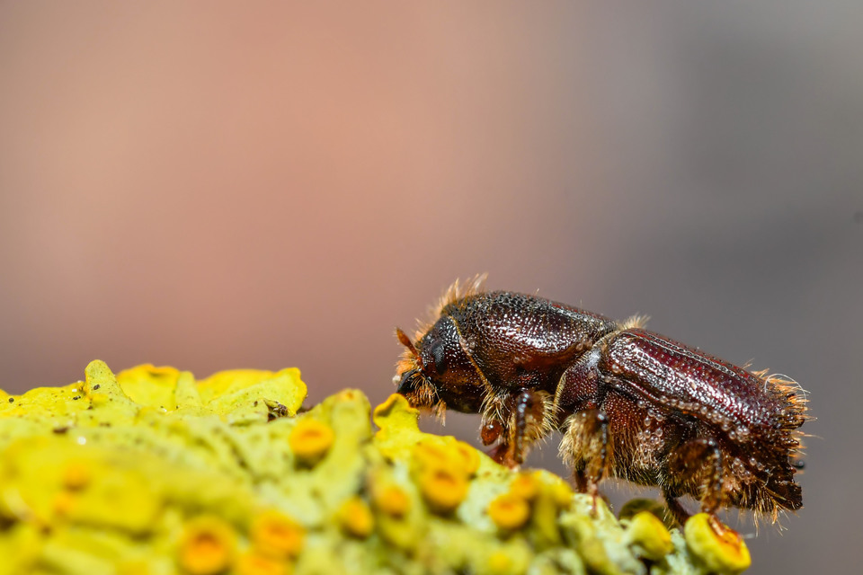 Scolytinae