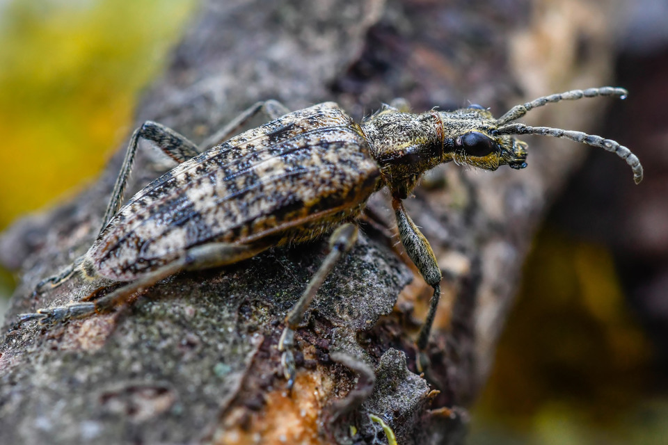 Rhagium inquisitor - fenyves-tövisescincér