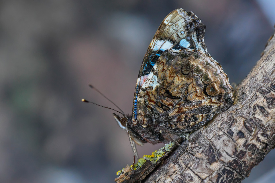 Vanessa atalanta - atalantalepke