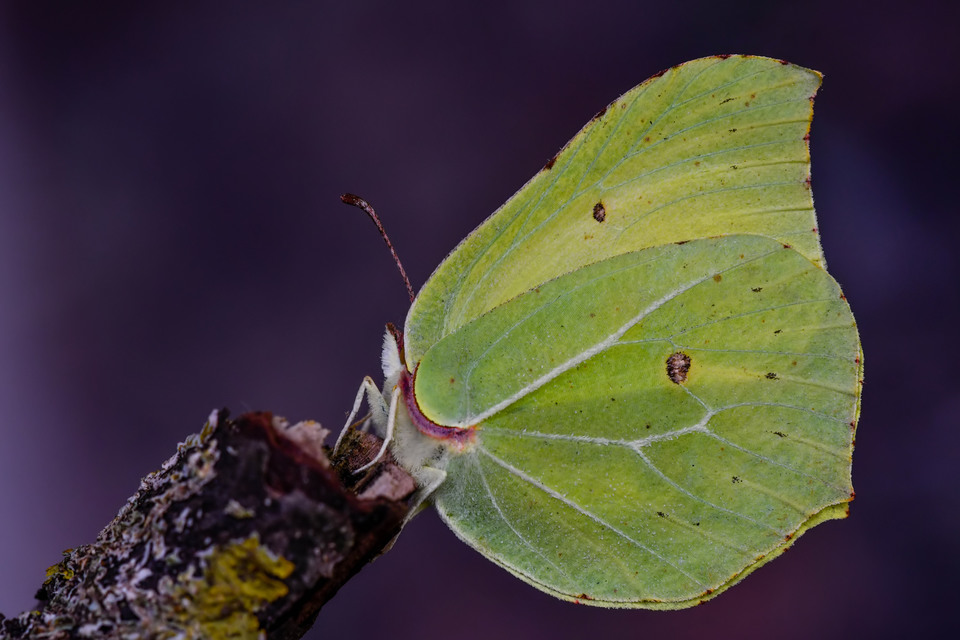 Gonepteryx rhamni - citromlepke