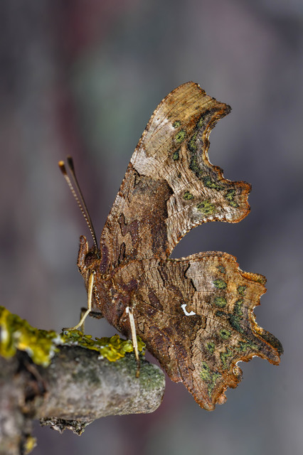 Nymphalis c-album - C-betűs lepke