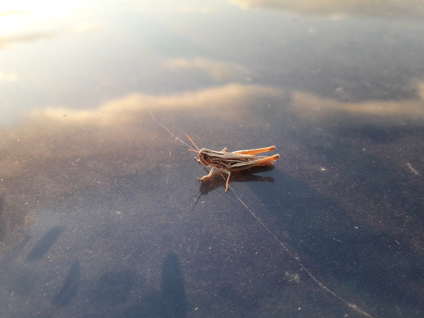 Euchorthippus declivus - rövidszárnyú rétisáska