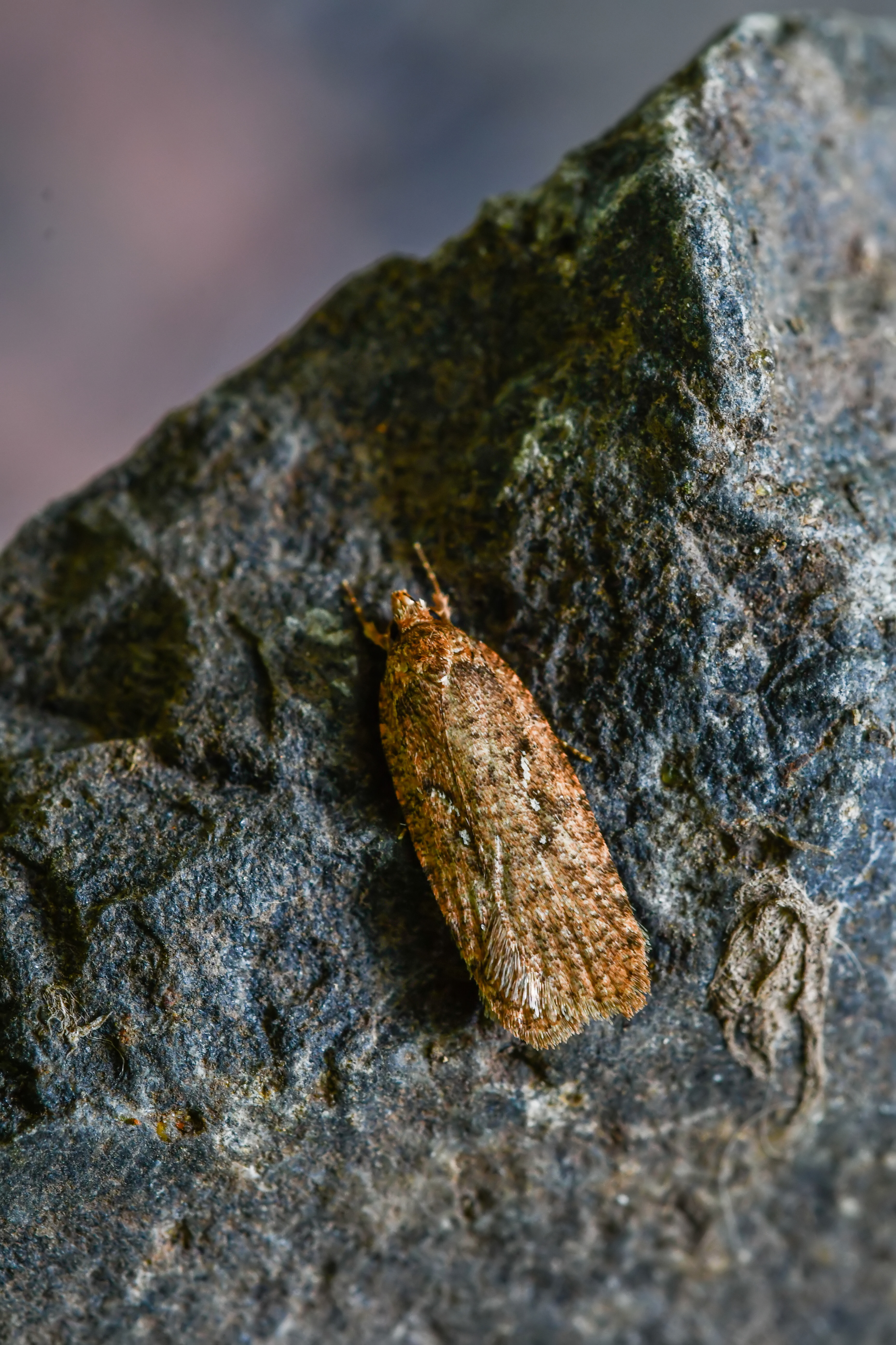 Agonopterix capreolella - aggófűrágó laposmoly