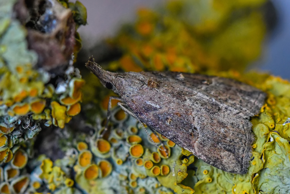 Hypena rostralis - közönséges karcsúbagoly
