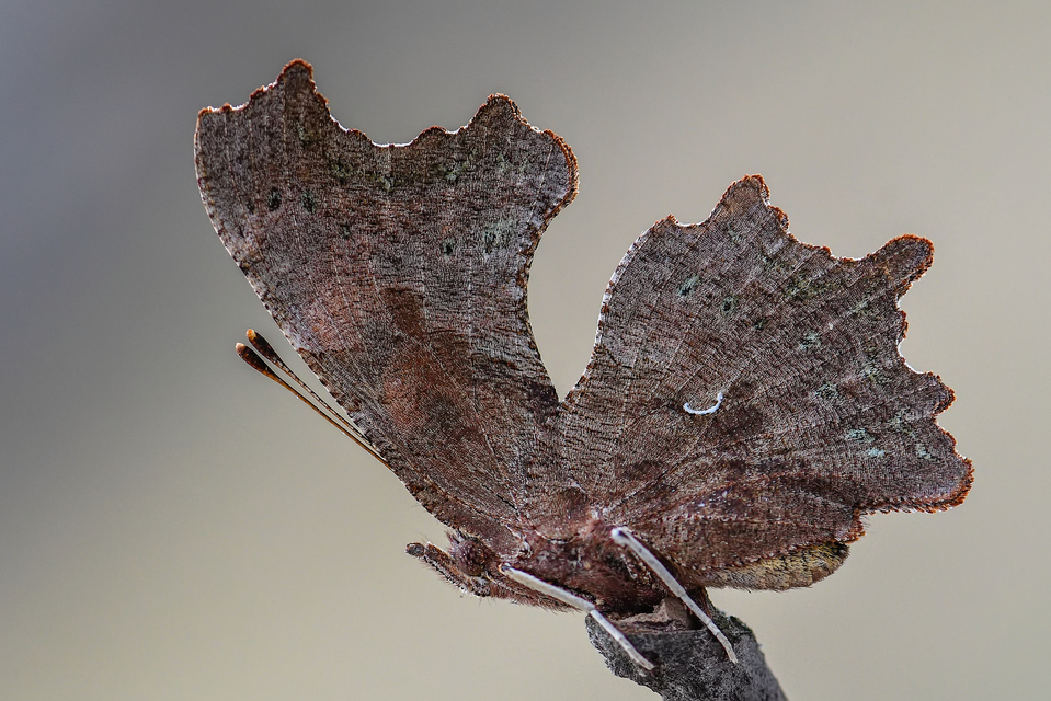 Nymphalis c-album - C-betűs lepke