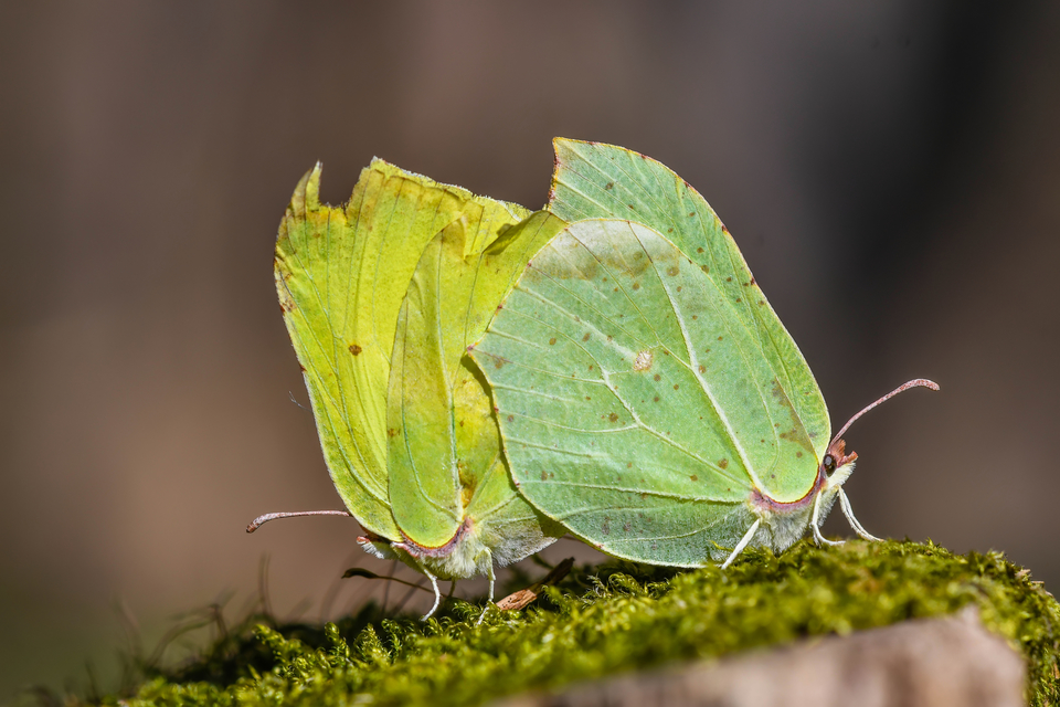 Gonepteryx rhamni - citromlepke