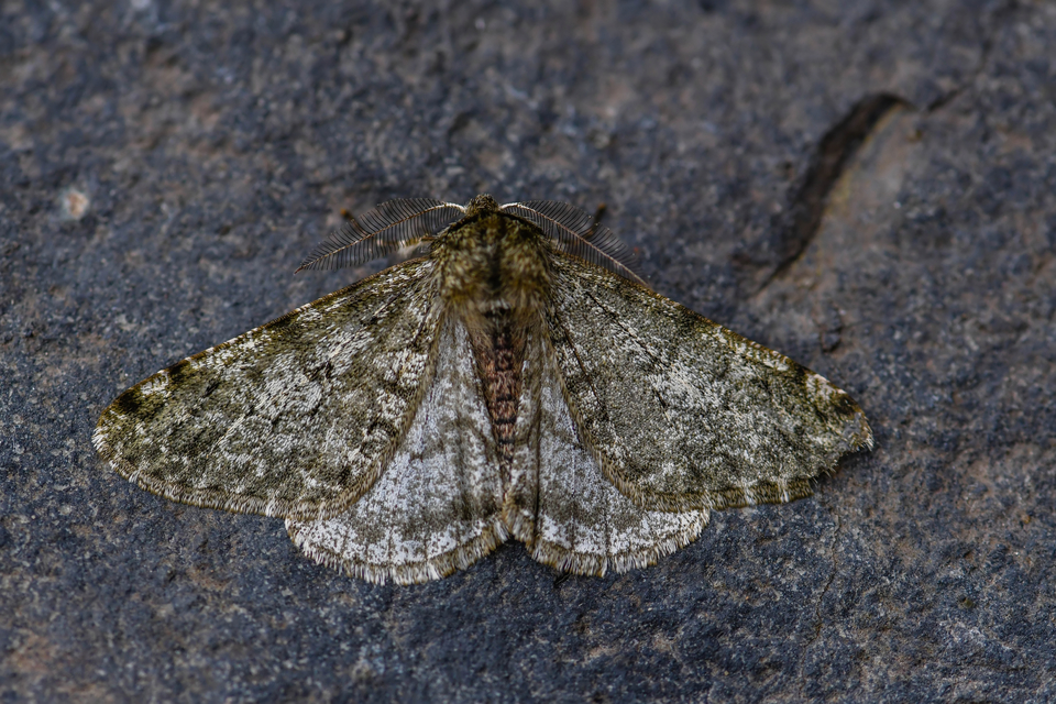 Apocheima pilosaria - zöldes tavasziaraszoló