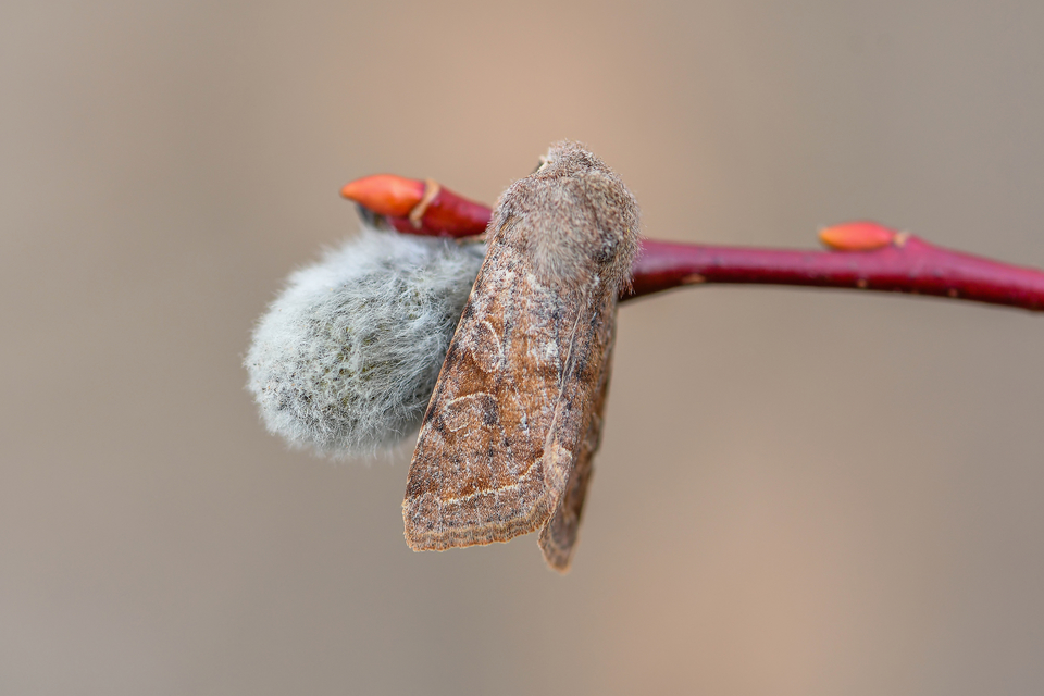 Orthosia incerta - változékony barkabagoly