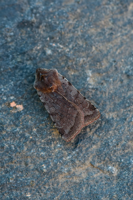 Cerastis rubricosa - vörhenyes tavaszibagoly