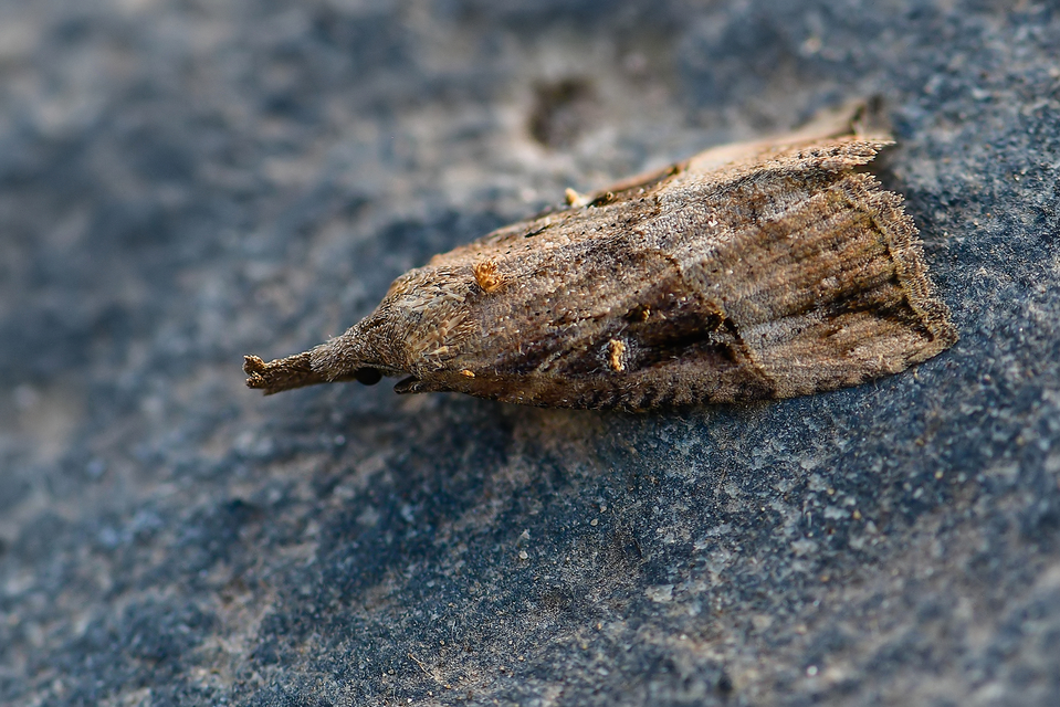 Hypena rostralis - közönséges karcsúbagoly