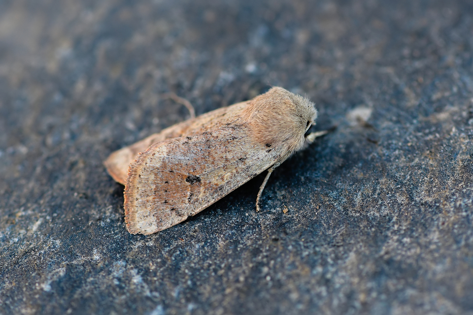 Orthosia cruda - kis barkabagoly