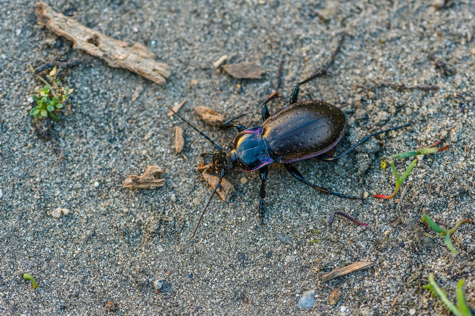 Carabus nemoralis - ligeti futrinka