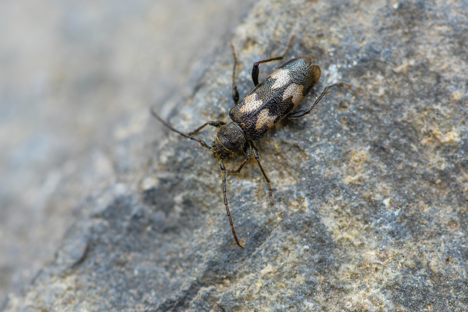 Semanotus undatus