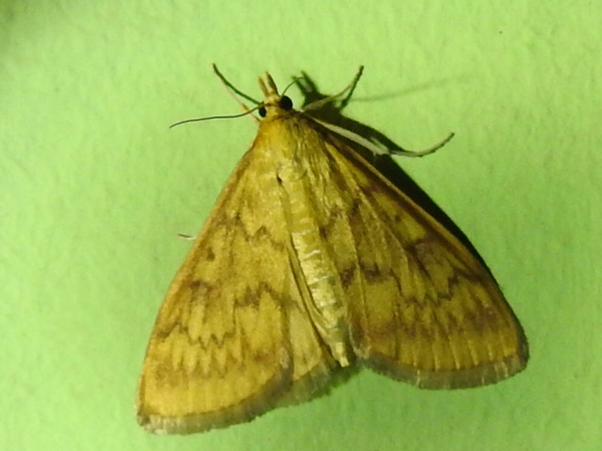 Ostrinia nubilalis - kukoricamoly