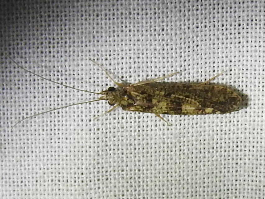 Trichoptera - Tegzesek