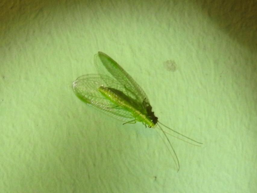 Chrysopidae - zöldfátyolkák