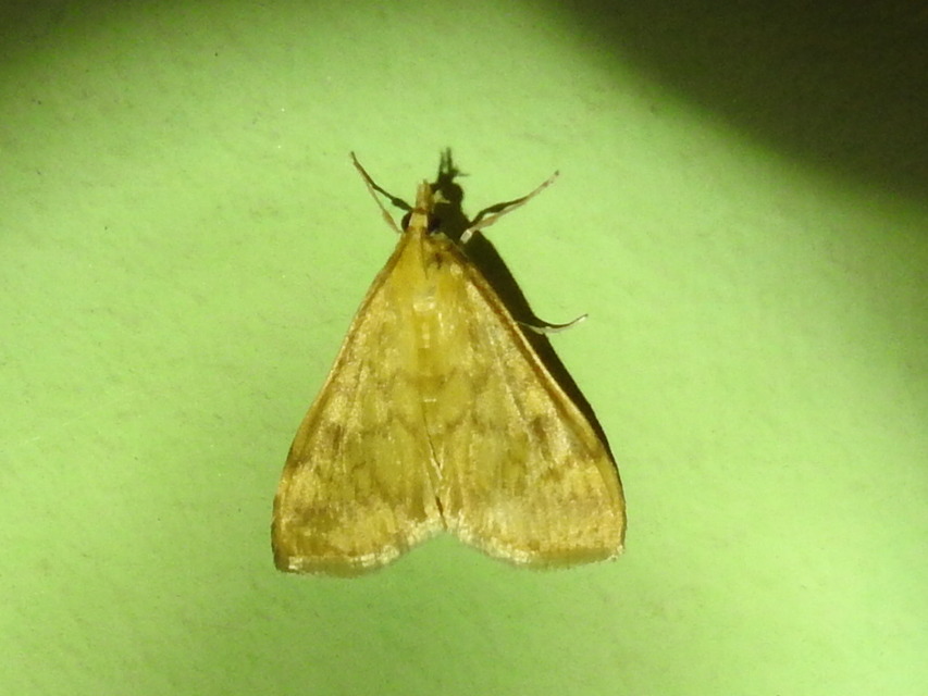 Ostrinia nubilalis - kukoricamoly