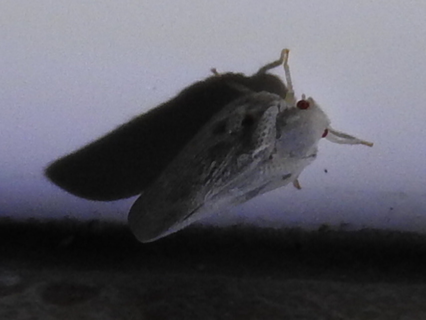 Metcalfa pruinosa - amerikai lepkekabóca