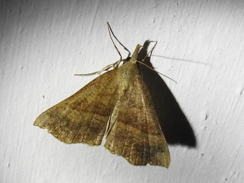Hypena proboscidalis - ormányos karcsúbagoly
