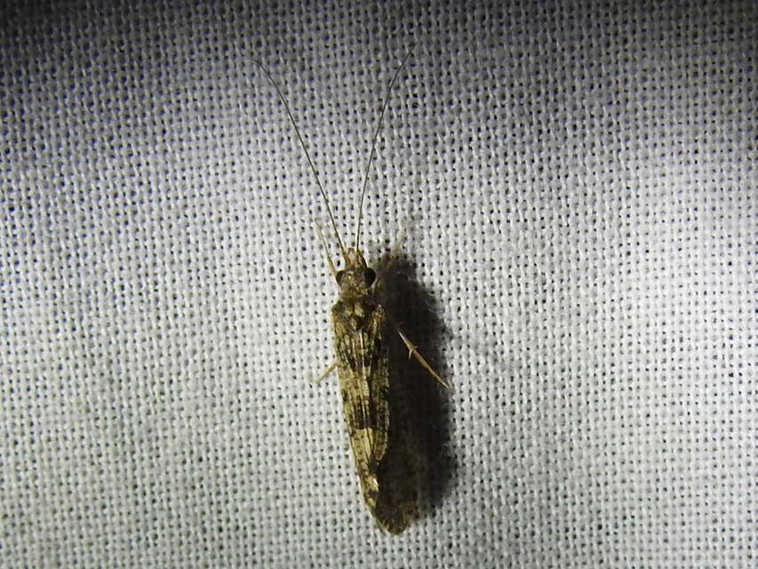 Trichoptera - Tegzesek