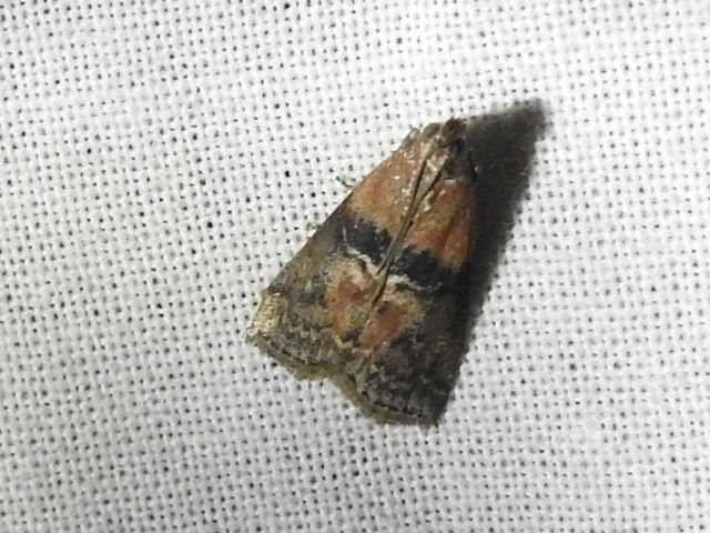 Sciota adelphella - pirosszárnytövű karcsúmoly