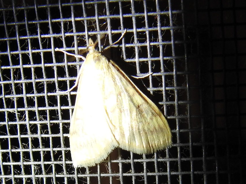 Ostrinia nubilalis - kukoricamoly