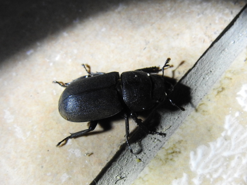 Dorcus parallelipipedus - kis szarvasbogár
