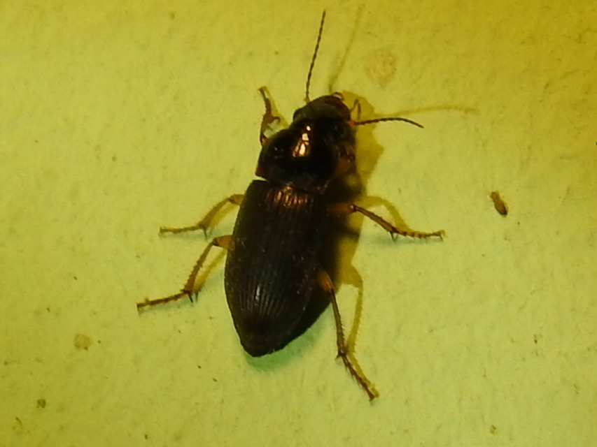 Harpalus rufipes - nagy selymesfutó