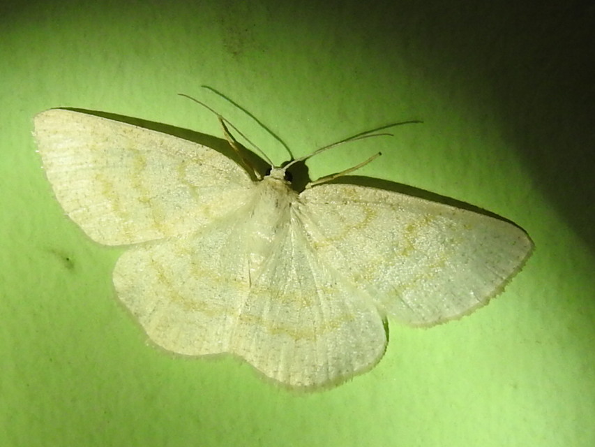 Cabera exanthemata - pettyes égeraraszoló