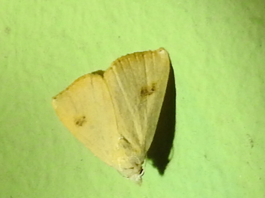 Rivula sericealis - selymes lórombagoly