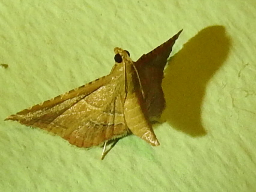 Endotricha flammealis - tüzesszárnyú fényilonca