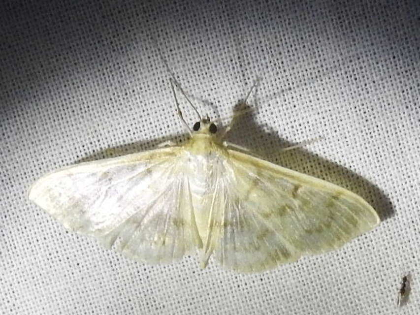 Patania ruralis - csalánevő tűzmoly