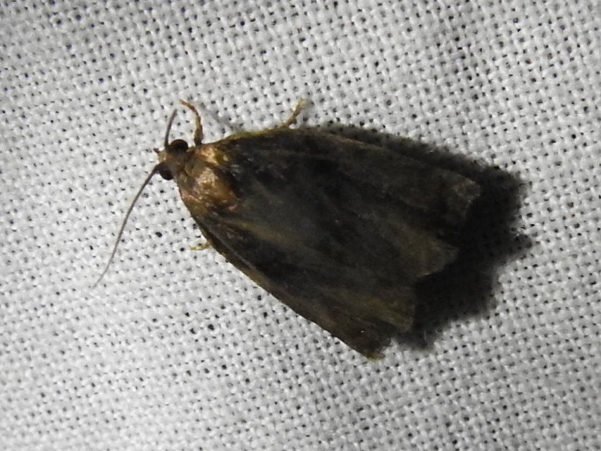 Archips