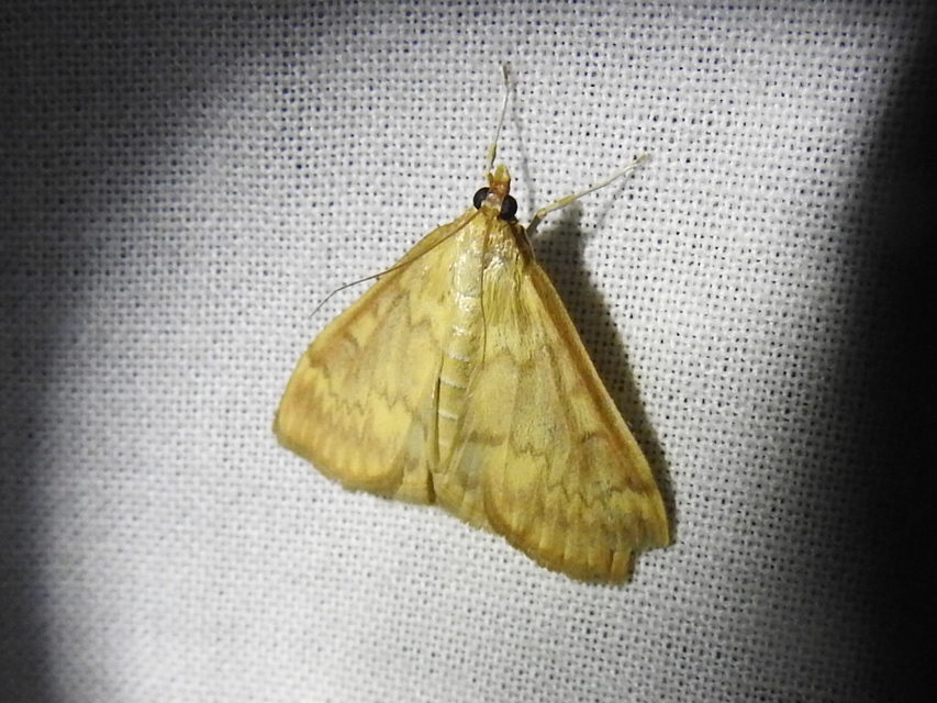 Ostrinia nubilalis - kukoricamoly