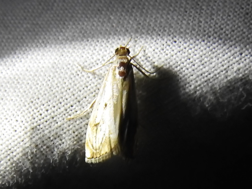 Catoptria falsella - hálós fűgyökérmoly