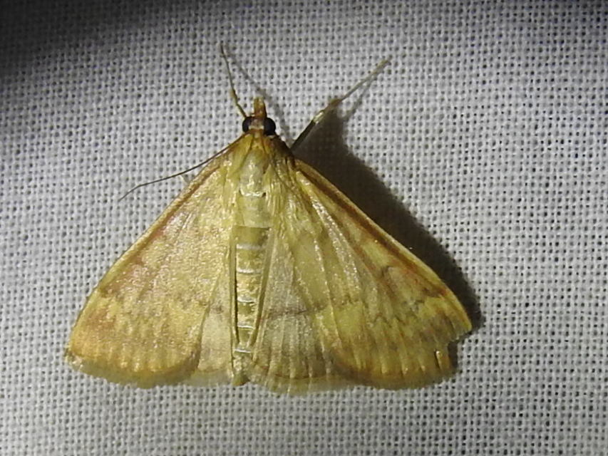 Ostrinia nubilalis - kukoricamoly