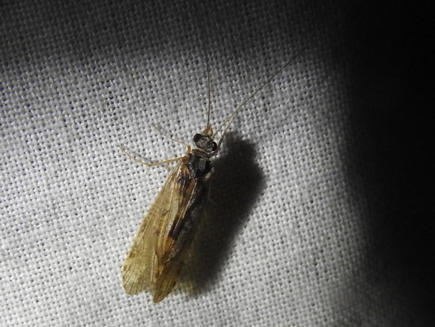 Trichoptera - Tegzesek