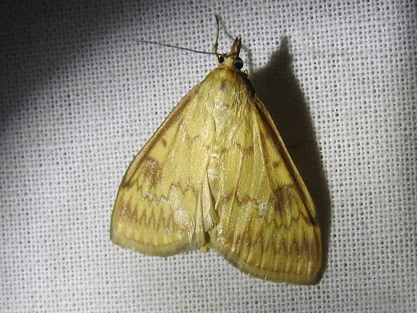Ostrinia nubilalis - kukoricamoly