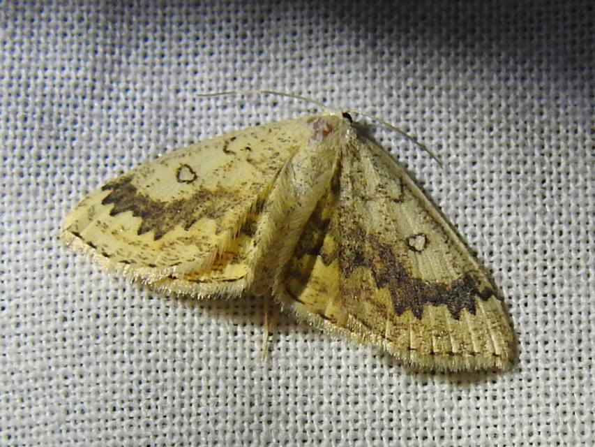 Cyclophora annularia - gyűrűs pettyesaraszoló