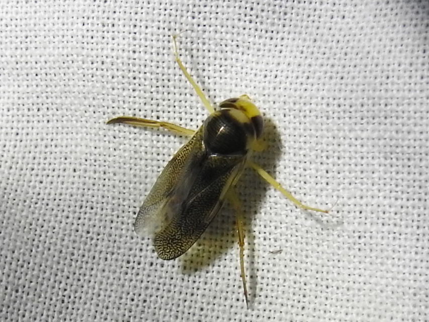 Corixidae - búvárpoloskák Corixidae - búvárpoloskák