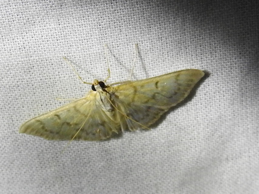 Patania ruralis - csalánevő tűzmoly