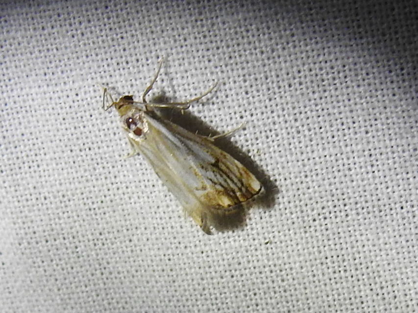 Catoptria falsella - hálós fűgyökérmoly
